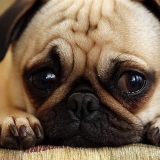 Sad puppy